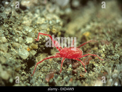 L'araignée rouge, Tetranychus urticae Banque D'Images