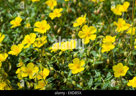 Rock commun-rose, Helianthemum nummularium, Stoney Middleton and Chatsworth Dale NNR Parc national de Peak District Juin 2014 Banque D'Images