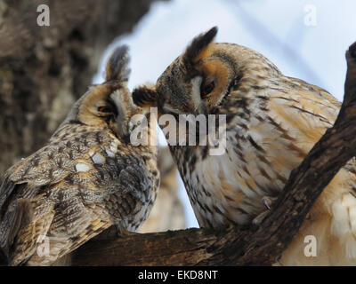 Deux hibou moyen-duc à l'arbre Banque D'Images