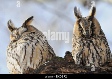 Deux hibou moyen-duc à l'arbre Banque D'Images