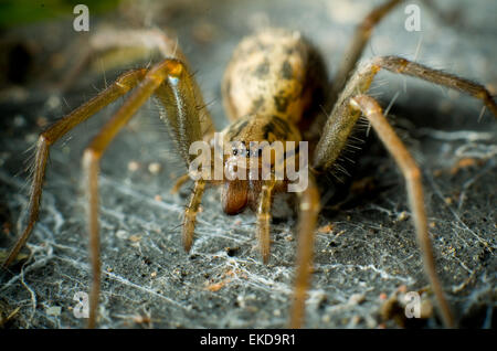 Extreme close-up of a house (araignée Tegenaria domestica). Banque D'Images