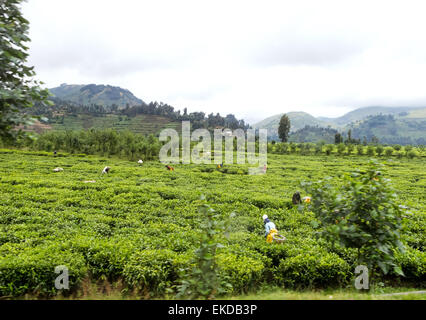 Les femmes congolaises ramasser les feuilles de thé sur une plantation de thé, près de Goma, en République démocratique du Congo ( RDC ) Afrique Banque D'Images