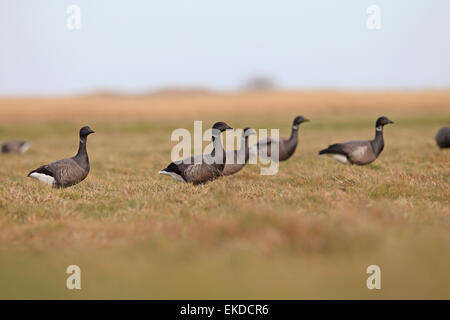 Bernache cravant à ventre sombre (Branta bernicla bernicla) Banque D'Images