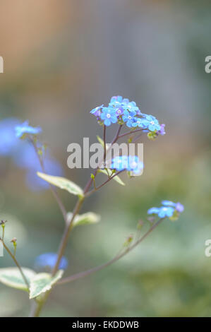 Brunnera Hadspen cream Banque D'Images