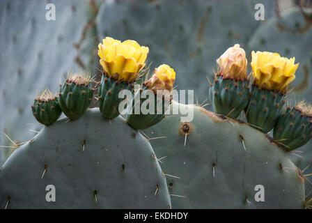 Cactus, Opuntia, avec des fleurs jaunes. Banque D'Images