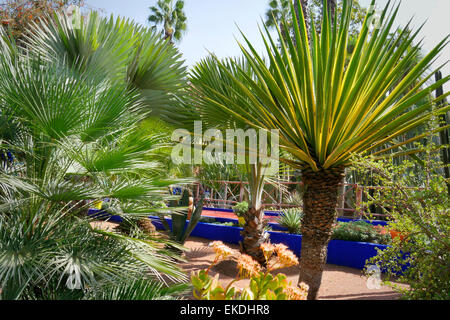 Au Yucca le Jardin Majorelle à Marrakech, Maroc Banque D'Images