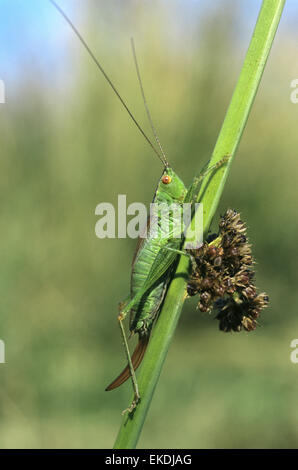 Court-winged Conehead - Conocephalus dorsalis Banque D'Images