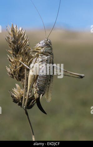 Bush-cricket - Gris Platycleis albopunctata Banque D'Images