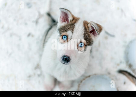 Mignon chiot Husky regardant la caméra. Finlande. laponie Scandinavie. Banque D'Images