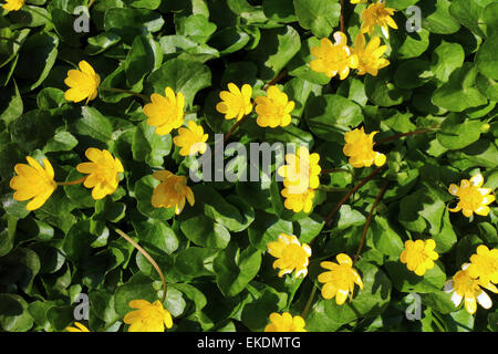 Aberystwyth, Pays de Galles, Royaume-Uni. Le 9 avril, 2015. Une banque de celandines semble crane vers le soleil de l'après-midi chaud comme le printemps vient à la côte ouest du pays de Galles - John Gilbey/Alammy Live News 9-AVR-2015 Crédit : John Gilbey/Alamy Live News Banque D'Images