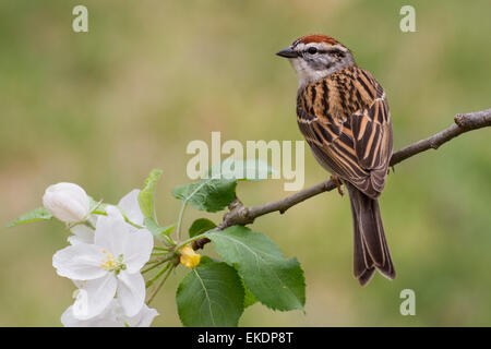 Un Chipping Sparrow perché sur une branche de poire. Banque D'Images