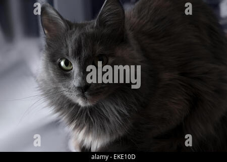 Beau mignon chat gris à l'intérieur de la moitié dans l'ombre. Banque D'Images