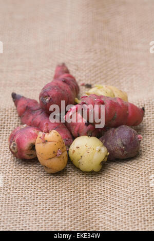 Oxalis tuberosa. Une variété mixte de la Nouvelle-Zélande les tubercules d'igname prêts pour la plantation. Banque D'Images