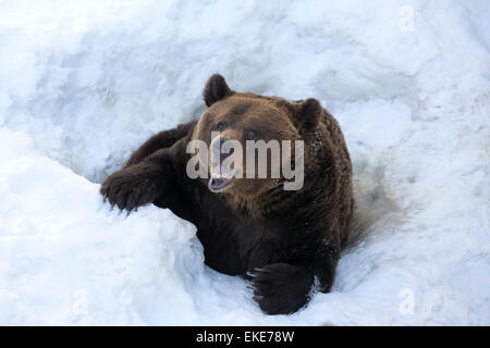 Ours grizzli (Ursus arctos horribilis) sortant de son trou dans la neige après l'hibernation Banque D'Images