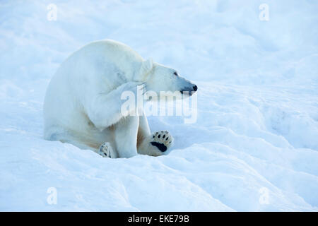 L'ours polaire (Ursus maritimus) rayer et de nettoyage elle-même dans la neige Banque D'Images