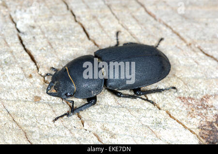 Stag Beetle - moindre Dorcus parallelipipedus Banque D'Images