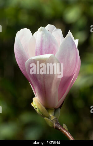 Fleur simple de la floraison de printemps petit arbre Magnolia x soulangeana Banque D'Images