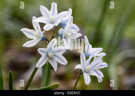 Rayé bleu fleurs pâles du bar rayé ou Fédération de squill, Bulbocodium vernum var. 'Libanotica' Banque D'Images