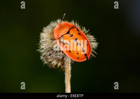 Tortue Vergerette Beetle Cassida - murraea Banque D'Images