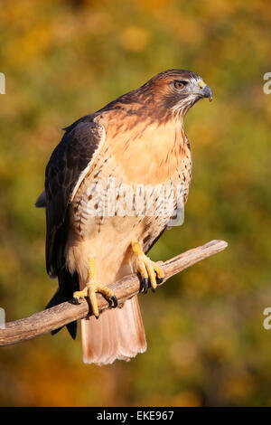 Buse à queue rousse (Buteo jamaicensis) assis sur un bâton Banque D'Images