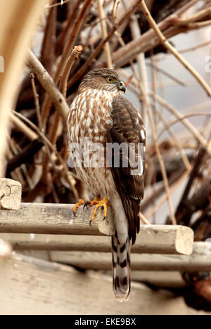 Une petite Coopers (Accipiter cooperii) attend près d'une mangeoire pour ses proies. Banque D'Images