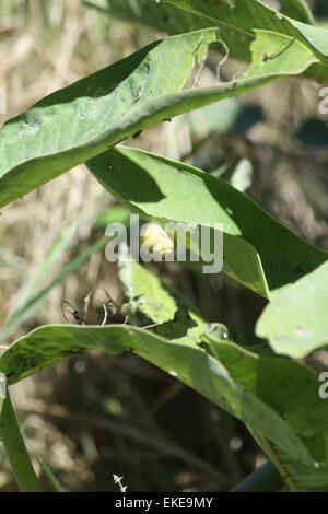 Les Escargots, sur les feuilles d'un plant d'asclépiade, Banque D'Images