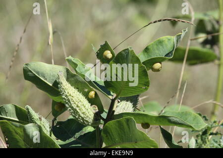 Les Escargots, sur les feuilles d'un plant d'asclépiade Banque D'Images