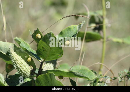 Les Escargots, sur les feuilles d'un plant d'asclépiade Banque D'Images