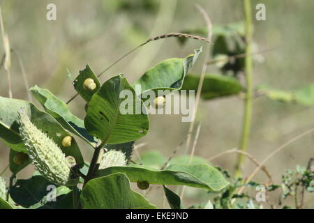 Les Escargots, sur les feuilles d'un plant d'asclépiade Banque D'Images