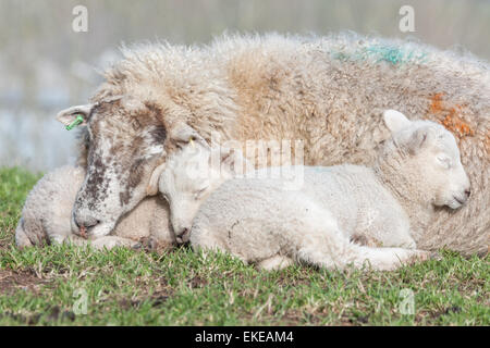 Au début du printemps sur le terrier de Mump, Burrowbridge dans Somerset et deux jeunes agneaux s'endormir dans la sécurité de leur mère. Banque D'Images