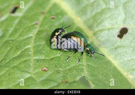 Quai vert Gastrophysa viridula Beetle - Banque D'Images