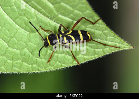 Wasp Beetle - Clytus arietus Banque D'Images