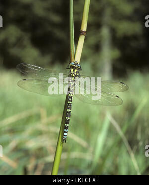 Hawker Aeshna cyanea - Sud Banque D'Images