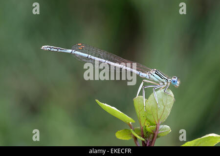 White-pattes - Platycnemis pennipes libellule Banque D'Images