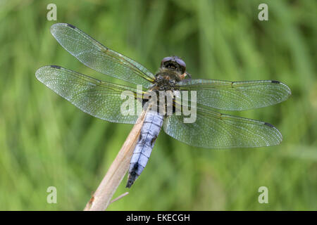 Rares Libellula fulva - CHASER - mâle Banque D'Images