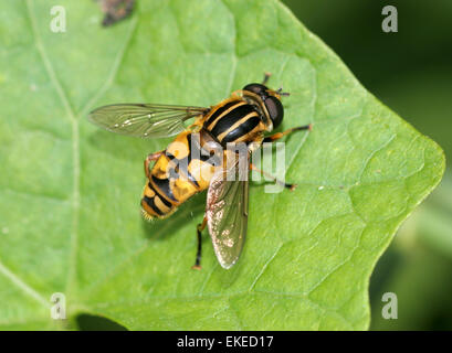 Hoverfly - Helophilus pendulus Banque D'Images