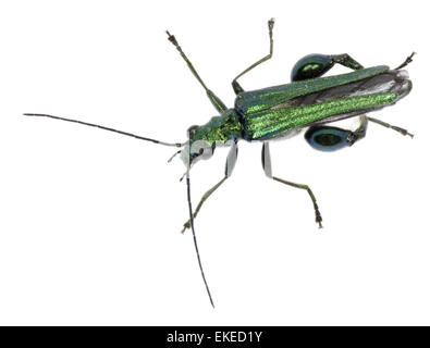 Gonflement-thighed Beetle - Oedemera nobilis Banque D'Images