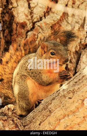 Fox est l'Écureuil roux (Sciurus niger) assis sur un arbre Banque D'Images