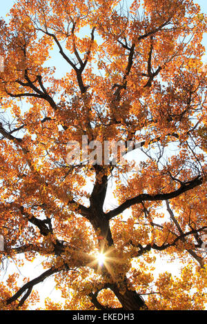 Close up de peuplier de l'arbre avec la solarisation Banque D'Images