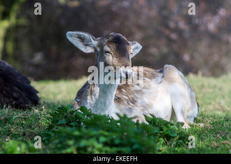 London,UK, 9 avril 2015 : Deer à Alexandra Palace, Londres. Credit : Voir Li/Alamy Live News Banque D'Images