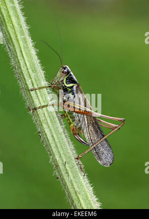 Roesel's Bush - Metrioptera roeselii Cricket - forme macropterous Banque D'Images
