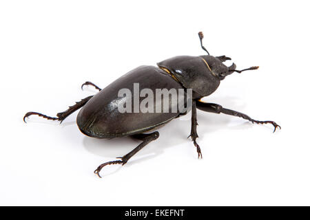 Stag Beetle femelle isolé sur blanc. Gros plan du cerf commun beetle Lucanus cervus (femelle) se trouve sur un fond blanc Banque D'Images