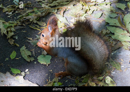 Comité permanent de l'écureuil entre Fougères et leafs Portrait d'un écureuil curieux près de l'arbre Banque D'Images