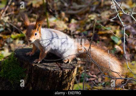 Comité permanent de l'écureuil entre Fougères et leafs Portrait d'un écureuil curieux près de l'arbre Banque D'Images