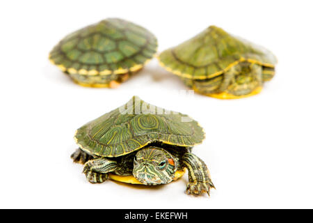 Funny tortue verte sur le défilé ou marcher autour de isolé sur fond blanc Banque D'Images