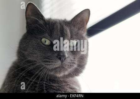 Portrait de chat gris grave Banque D'Images