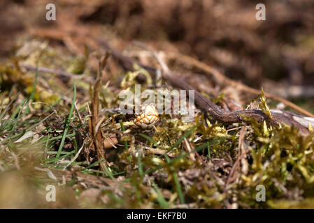 Vipère Vipera berus qui sortent d'un trou dans le sol Teesdale County Durham England UK Banque D'Images