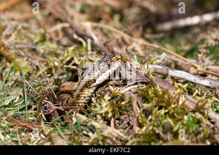 Vipère Vipera berus qui sortent d'un trou dans le sol Teesdale County Durham England UK Banque D'Images