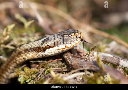 Vipère Vipera berus mâle avec détection de langue maternelle North Pennines Teesdale County Durham UK Banque D'Images