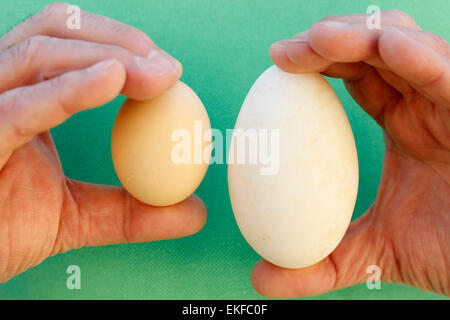 Les œufs. L'oie et poule. Banque D'Images